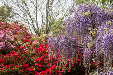 Ashikaga_flower_park_202204