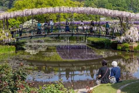 Ashikaga_flower_park_202304