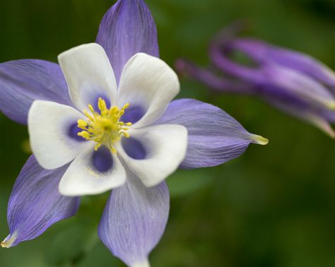 Aquilegia_flabellata