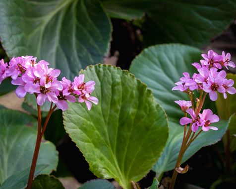 Bergenia_stracheyi