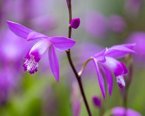 Bletilla_striata