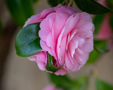 Camellia_japonica