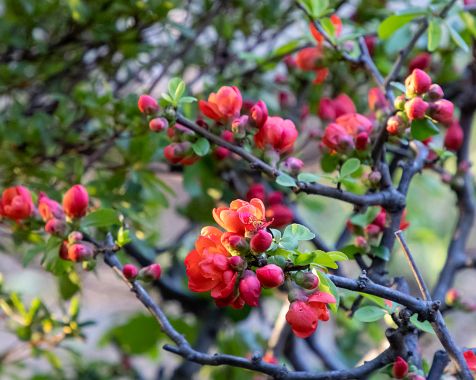 Chaenomeles_speciosa