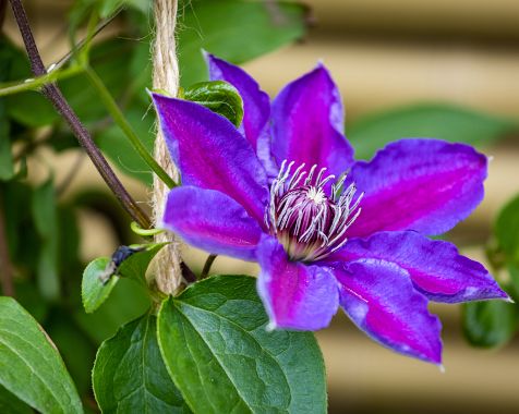 Clematis