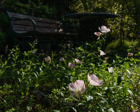 Evening primrose