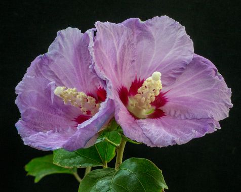 Hibiscus_syriacus