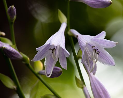 Hosta