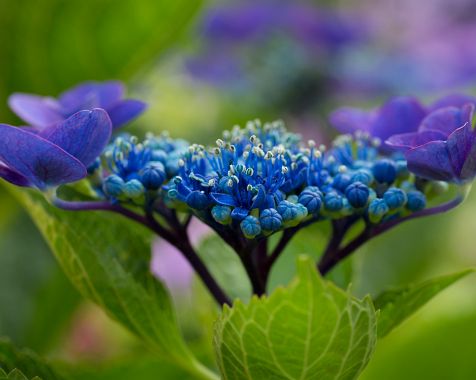 Hydrangea_macrophylla