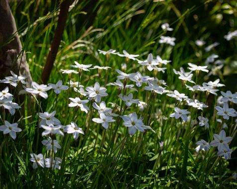 Ipheion_uniflorum