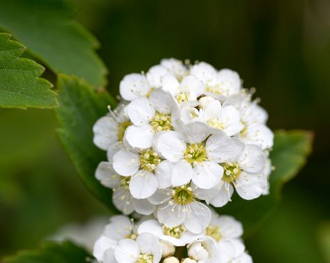 Japanese_snowball