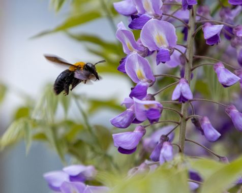 Japanese_wisteria