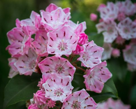 Kalmia_latifolia