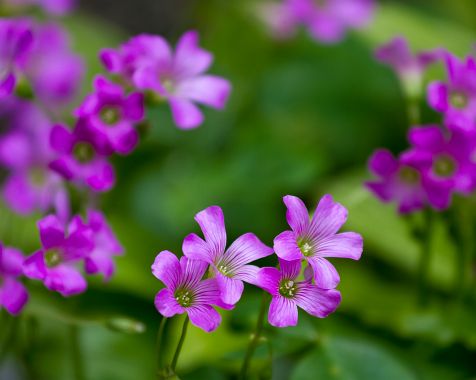 Oxalis_corniculata