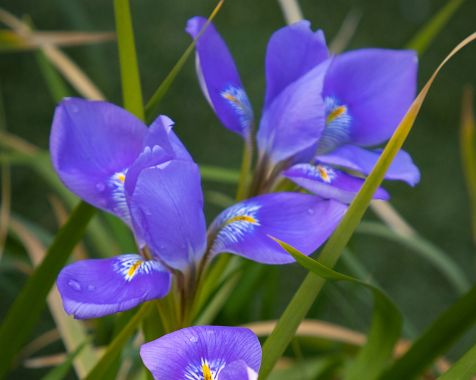 Siberian_iris