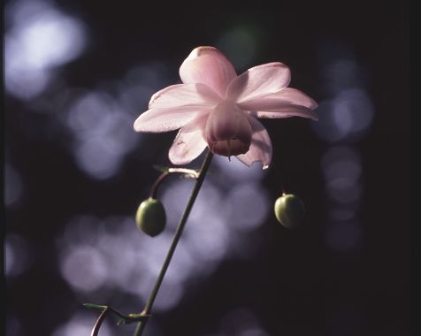 Astragalus_terrestris