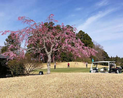 Flowers_at_Sosei_Golf_Club