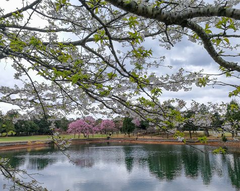 Flowers_at_Tokyo_International_Golf_Club