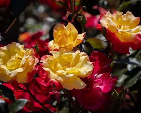 Flowers_in_Tokyo_Metropolitan_Jindai_Botanical_Park