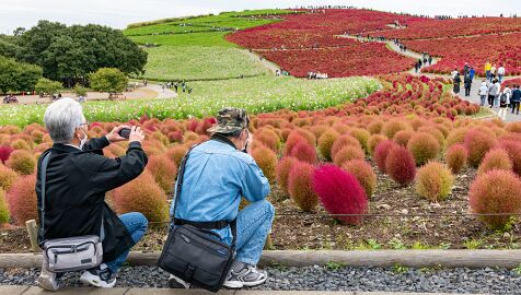 Hitachi_seaside_park