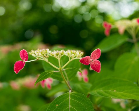 Hydrangea