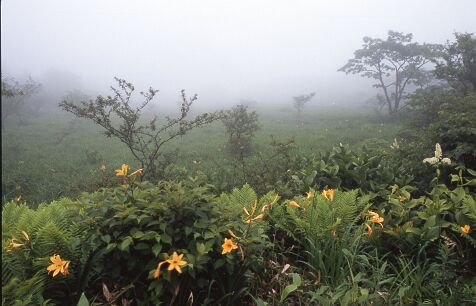Numahara_wetland
