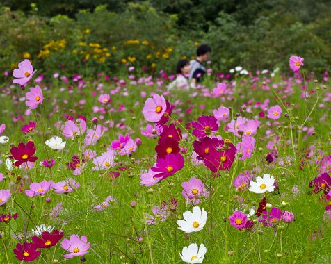 Shinshu_Sagyu_Highlands