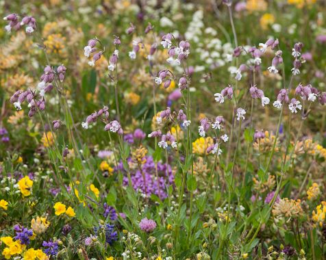 The_flowers_of_the_plateau