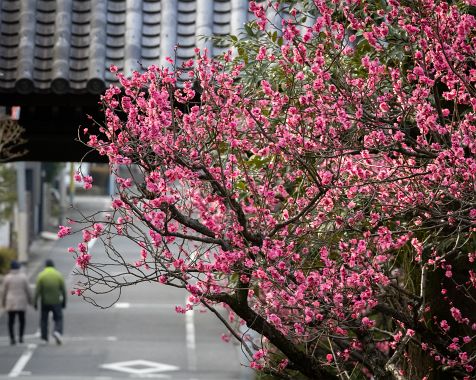 Ume_blossoms_and_Mejiro_2023