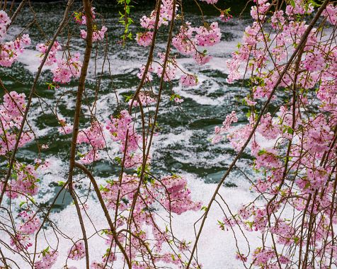 Cherry_blossom_trees_along_the_Meguro_River