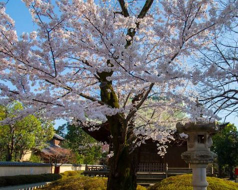 Cherry_blossoms_in_Meguro