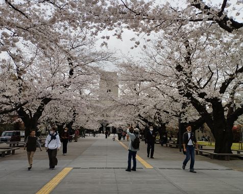 Cherry_blossoms_of_TIT