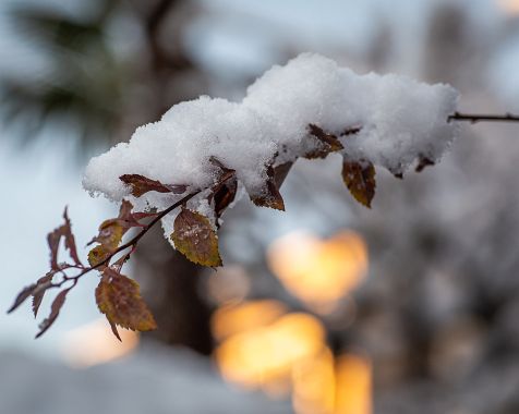 Garden_covered_with_snow