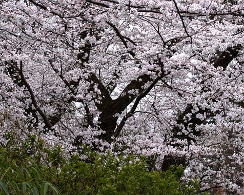 Senzoku_pond