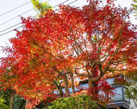 Autumn_leaves_in_the_garden