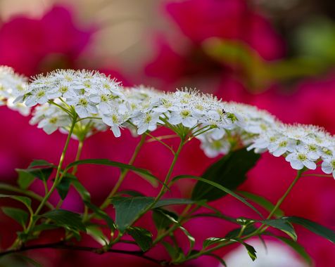 Flowers_in_my_garden