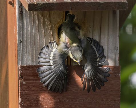 Nesting_titmice