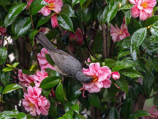 IMG_7212-強化-NR