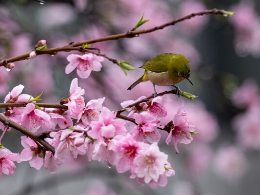 IMG_7610-強化-NR