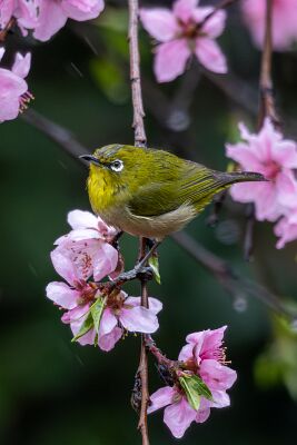 IMG_7772-強化-NR-2