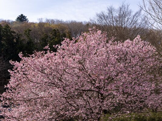 IMG_4032-強化-NR