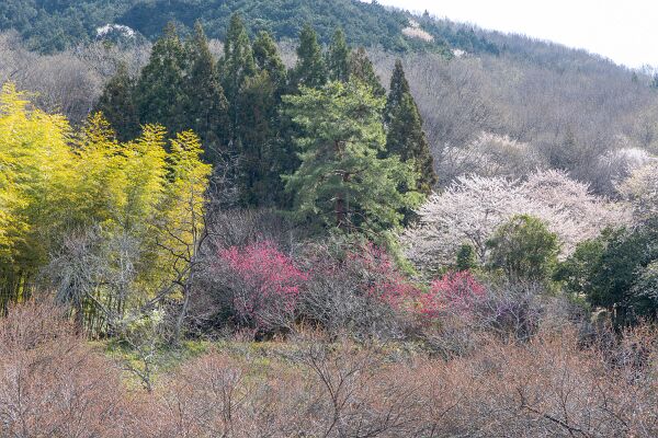 IMG_4046-強化-NR