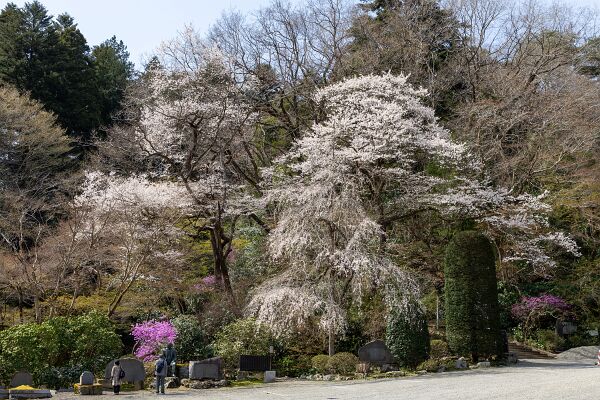 IMG_4099-強化-NR
