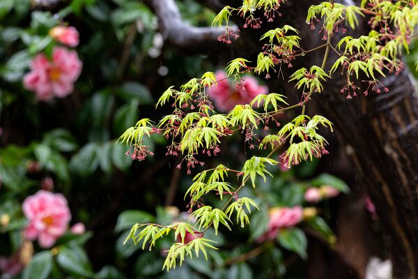 IMG_3571-強化-NR