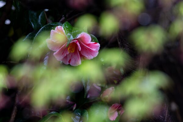 IMG_3574-強化-NR