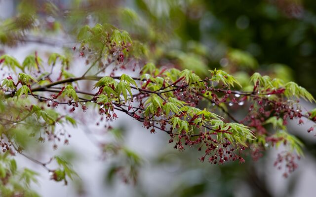 IMG_3624-強化-NR