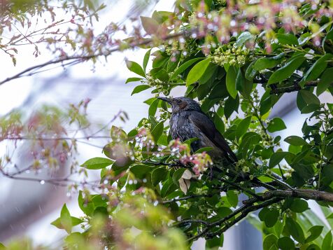 Birds_and_flowers