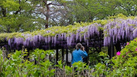 Old_Wisteria_Tree