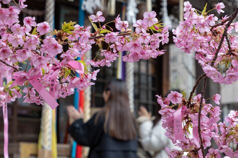 Sakura_jingu