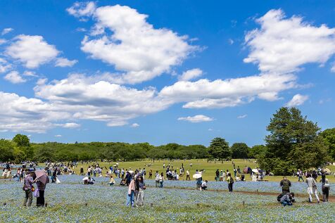 Showakinen_Park_2025_Spring
