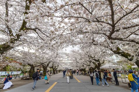Spring_at_the_University_of_Science_Tokyo